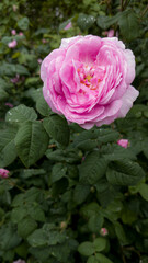 Vibrant pink rose flower with green leafy background