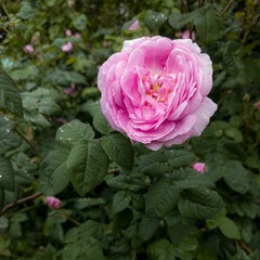Dewy petals of a blooming pink garden rose