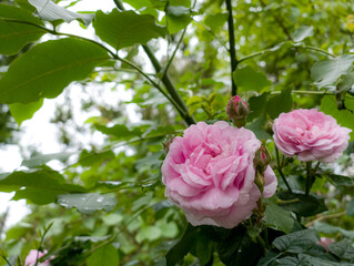 Fresh pink rose in full bloom after rainfall