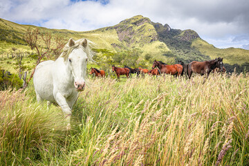 Pasochoa Volcano, Ecuador - July 5, 2025: Beautiful white horse walking towards the photographer,...