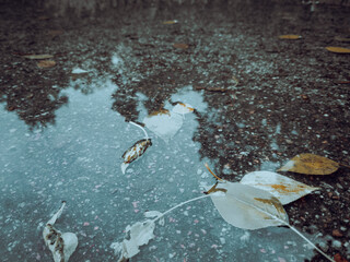 Autumn leaves resting in a cold shallow puddle