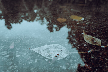 Fallen leaf floating in quiet water puddle