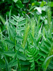 Green meadow plants after gentle morning rain