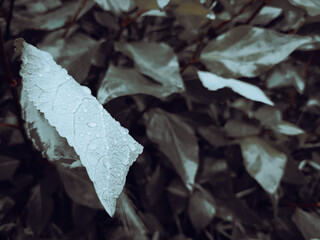 Pale leaf with water droplets in focus 