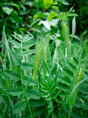 Fresh grass and legumes covered in dew