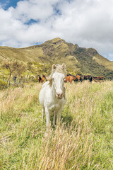 Pasochoa Volcano, Pichincha Province, Ecuador - July 5, 2025: Beautiful white horse with a group of...