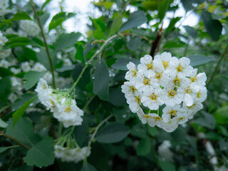 Blossoming white flowers after gentle spring rain