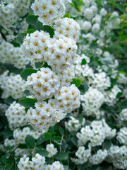 Delicate white flowers blooming among green leaves