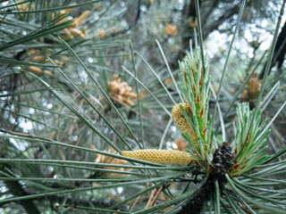 Male pine flowers surrounded by fresh green needles