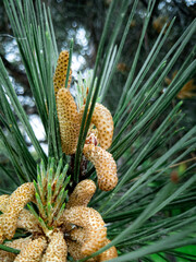 Fresh pine needles with reproductive structures 