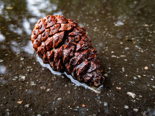 Wet and glossy pine cone on dark pavement 