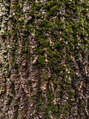Tree bark covered with moss in natural light