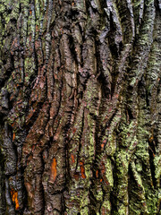 Brown bark and green moss create contrast