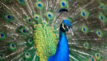 Obraz premium Peacock's vibrant plumage