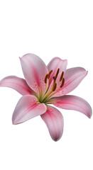 Naklejka premium Pink Lily Flower Isolated on a Transparent Black Background Photo