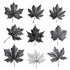 Highly detailed illustrations of various trees, leaves, grasses, and botanical elements, featuring realistic, minimalist, and abstract compositions on a white background.