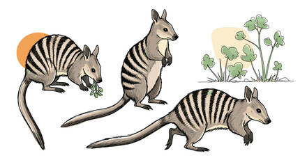 Obraz premium Charming illustrations of the adorable marsupial known as the banded hare wallaby showcasing its distinctive striped markings and gentle nature in its natural habitat with lush vegetation