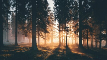 Obraz premium Sunlight Filtering Through Trees in a Peaceful Forest During Early Morning Hours