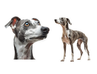 Greyhound Dog Set Isolated on Transparent Background. PNG.