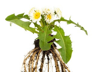 Dandelion plant with roots