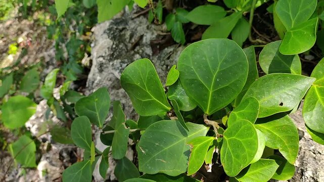 The tabat barito plant or Ficus deltoidea grows in the mountains of Kalimantan