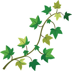 Ivy vine