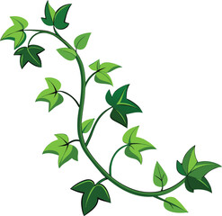 Ivy vine