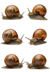 Six Snails With Brown Shells In Transparent Background Realistic Photo