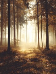 Obraz premium Golden Light Filters Through a Misty Forest Creating a Serene Atmosphere in Autumn Hues at Dawn