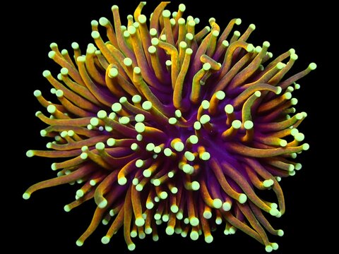 Stunning macro photograph of a vibrant torch coral (Euphyllia glabrescens) with glowing yellow tips on orange tentacles, isolated on a black background. Perfect for marine life and underwater themes.