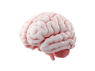 Human brain anatomy 3d render medical illustration, Isolated On White Background, Png Transparent
