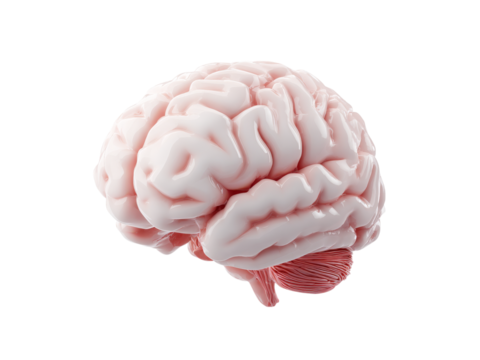 Human brain anatomy 3d render medical illustration, Isolated On White Background, Png Transparent