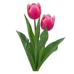 Two Pink Tulips with Green Leaves Isolated on Transparent Background Photo