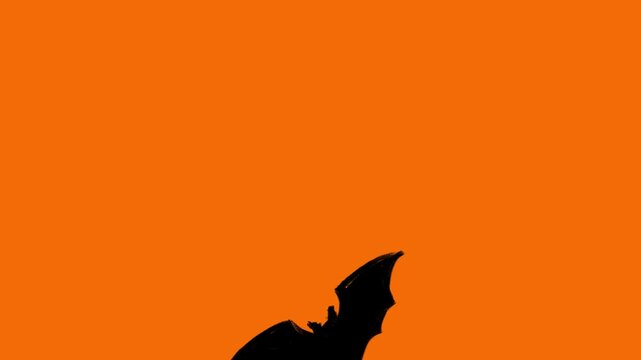 Horizontal 4K video. Transition mask. Loop animation. Orange, black bat is flying on acid green, white. Concept of 31 october, halloween, fall, 11 november, animal, fear, party. Social media template