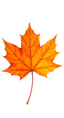 Fototapeta premium Realistic Photo of Isolated Orange Maple Leaf with Detailed Veins and White Background