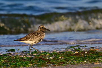 Kiebitzregenpfeifer // Grey plover (Pluvialis squatarola) 