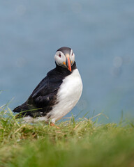 Puffin perched on a grassy knoll by the coastline in Iceland during a sunny day
