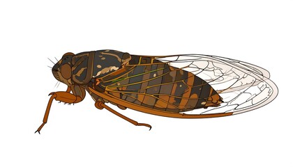 Side view of a cicada