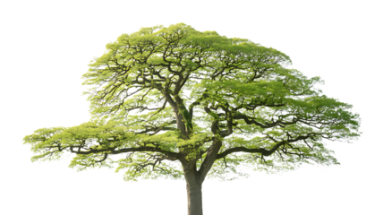A lush green tree with a full canopy against a black background