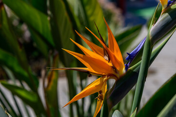 Bright strelitzia flower blooming in a garden bed. Exotic tropical plant with orange and blue petals, surrounded by green leaves