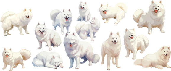 samoyed watercolor clipart