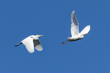 Two Cattle Egrets in flight