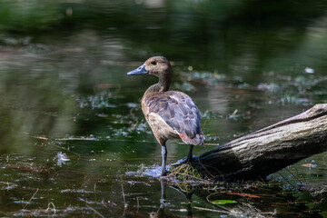 The lesser whistling duck (Dendrocygna javanica), also known as Indian whistling duck or lesser whistling teal