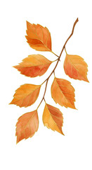 Naklejka premium Watercolor Illustration Of Autumn Leaves On Branch Isolated on Black Background