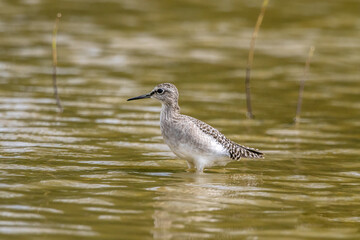 Wood Sandpiper Tringa glareola Medium-sized brownish wader with a white belly, varied pale spotting and spangling on back