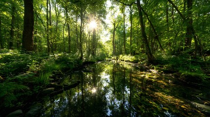 Green forest in sunlight with forest stream