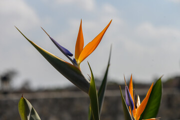 Bird of Paradise Flower (Strelitzia) Against Clear Blue Sky Background