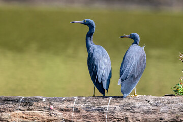 The Pacific reef heron (Egretta sacra), also known as the eastern reef heron or eastern reef egret
