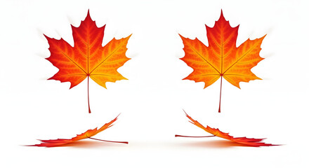 mapel leaf, seasons of stylized maple leaves in autumn colors with reflections on white.
