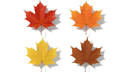 Obraz premium mapel leaf, seasons of real maple leaves in vibrant red, orange, yellow, and brown autumn colors.
